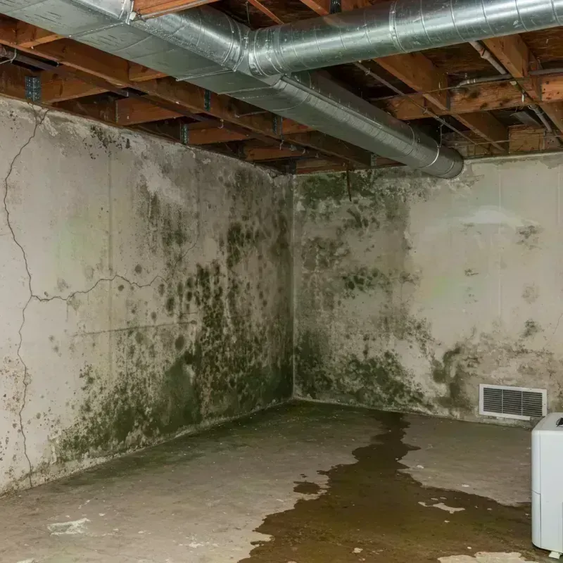 Professional Mold Removal in Mount Gay-Shamrock, WV